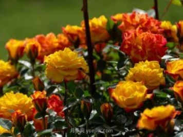 安阳市滑县森林公园月季花开放，赏花打卡正当时