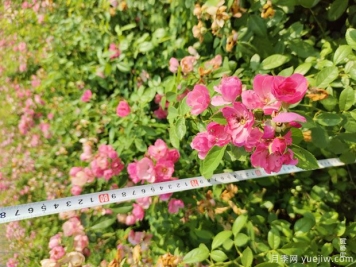 安吉拉月季盆栽苗，60厘米高基地发货