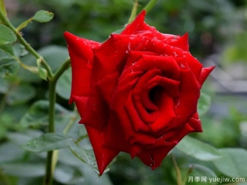 2023年情人节十大玫瑰品种销量榜，卡罗拉位居首位