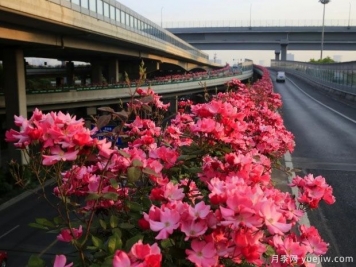 30万株新品种，杭州高架月季会带来什么样的惊喜？