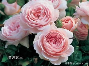 100种月季玫瑰品种图鉴大全，你认识有没有超过10个？