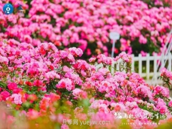 2024年第二届杭州市月季花展举办，赏500万株月季