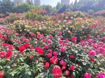 郑州月季公园40万株月季竞相绽放，感受花漾生活