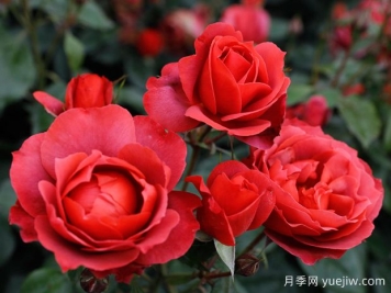 21朵玫瑰：不只是浪漫，还藏着这些深意