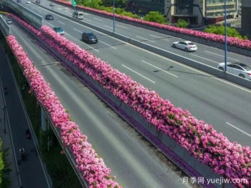 杭州高架月季初开，2024年又到走花路时间