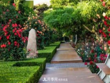 秦皇岛适合养月季花，市花和市树是什么